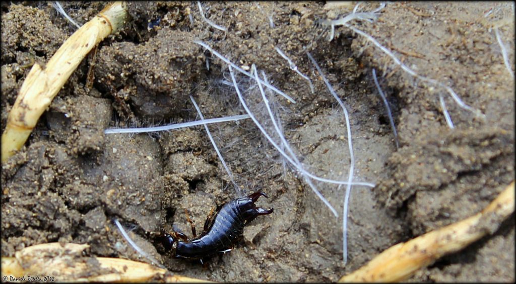 Euborellia moesta, maschio